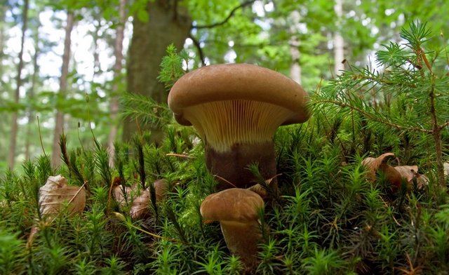 Samtfuß-Holzkrempling Pilz Samtfuß-Holzkrempling